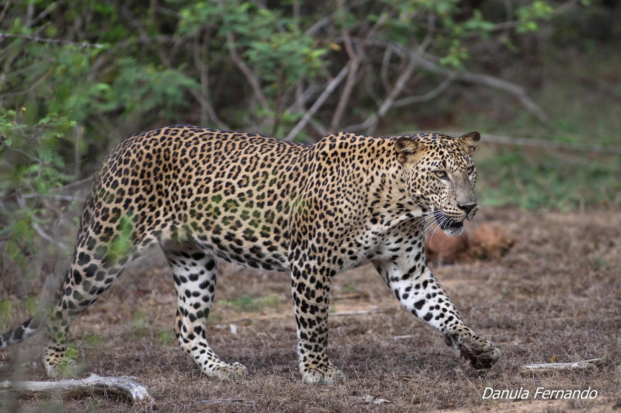 Готель Cloud Nine Wilpattu By Aaradhya Wanathavilluwa Екстер'єр фото