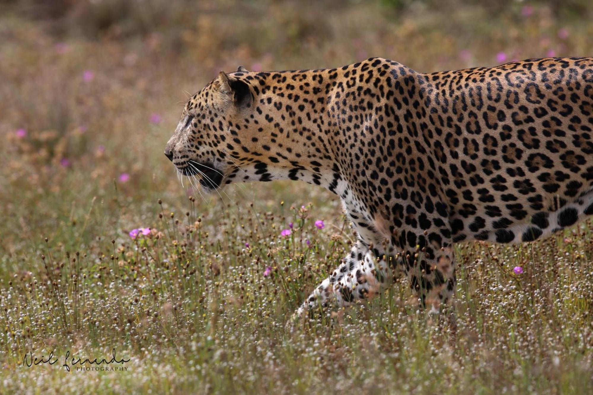 Готель Cloud Nine Wilpattu By Aaradhya Wanathavilluwa Екстер'єр фото